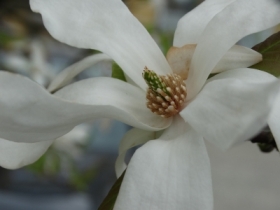 magnolia biaa